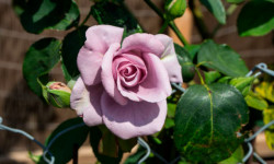 Роза «Сиреневая»