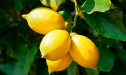 Лимон «Мейера»
