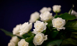 Роза «Белая»