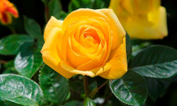 Роза «Желтая»