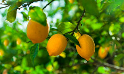 Лимон «Пандезора»