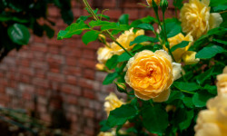 Роза «Махровая»